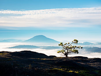 Wild bonsai tree of pine on sandstone rocks. blue mist in valley below peak. autumnal foggy weather 
