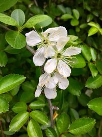 Close-up of white flowering plant