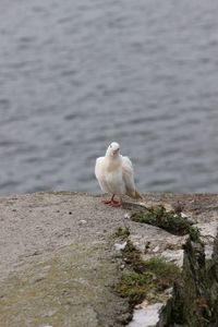 Bird perching on retaining wall by sea
