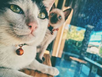 Close-up portrait of a cat