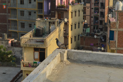 Bird perching on a building