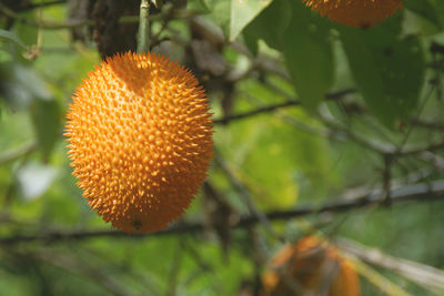 Close-up of orange fruit on plant