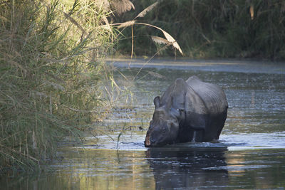 View of horse drinking water from lake