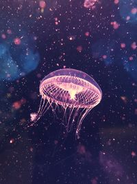 Jellyfish swimming undersea