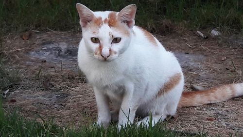 Portrait of a cat lying on field