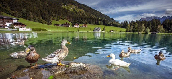 Ducks swimming in lake