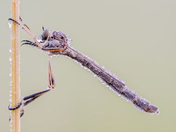 Close-up of insect