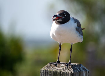 Close-up of bird perching on wooden post