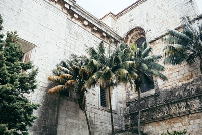 Low angle view of palm trees against old building