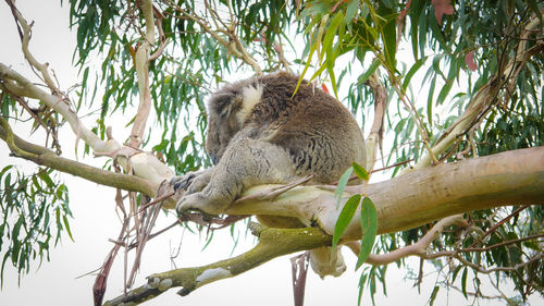 Koala slepping in a eucalyptus tree at cape otway in australia