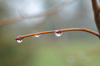 Close-up of rain drops on plant