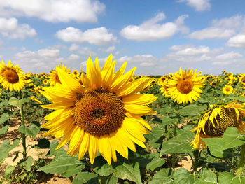 Close-up of sunflowers on sunflower