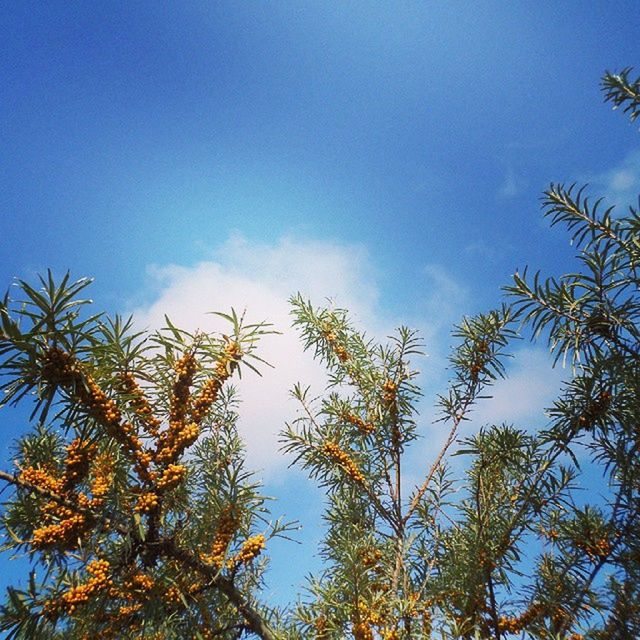 low angle view, tree, blue, sky, growth, branch, nature, beauty in nature, tranquility, high section, treetop, leaf, clear sky, cloud, day, cloud - sky, outdoors, no people, scenics, sunlight