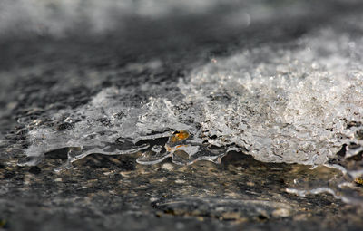 Close-up of turtle in water