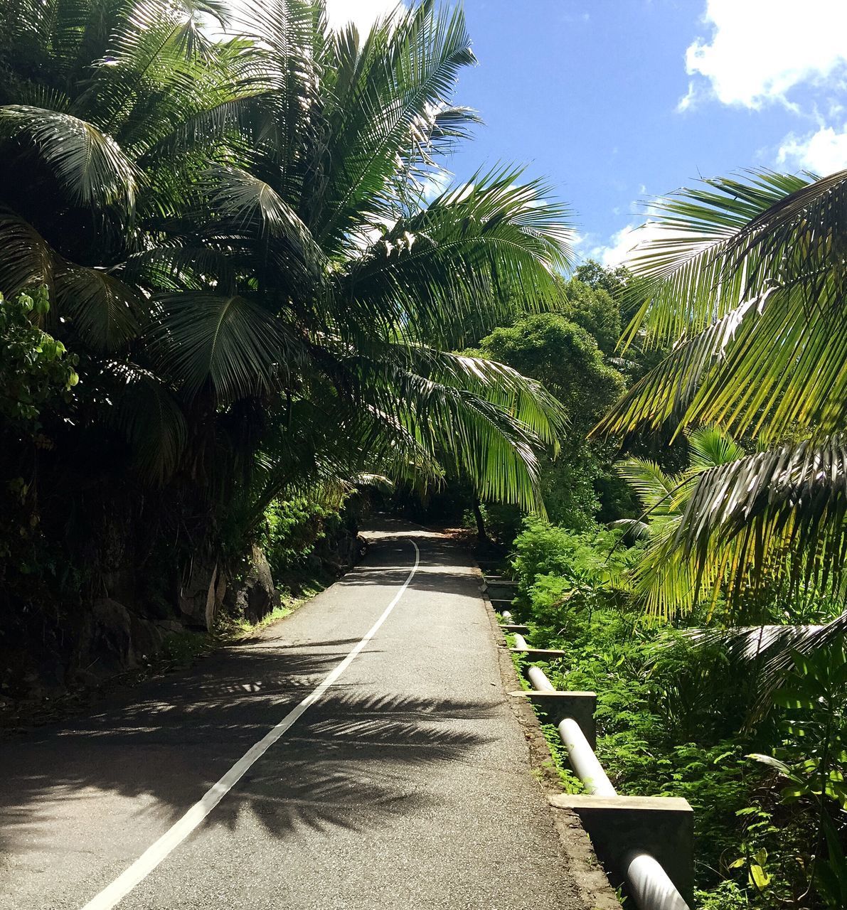 PALM TREES ALONG PLANTS AND ROAD