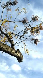Low angle view of flower tree against cloudy sky