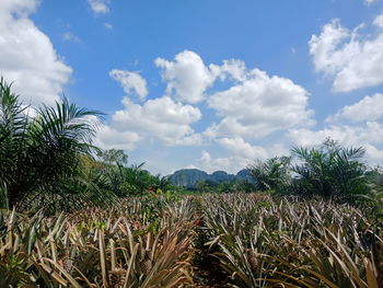 Crops growing on field against sky