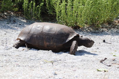 Close-up of turtle on field