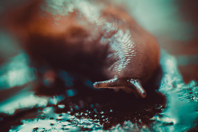 Close-up of crab in water