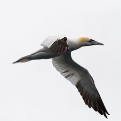 Low angle view of bird flying against clear sky