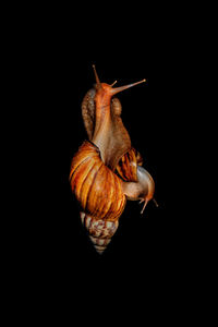 Close-up of snail against black background