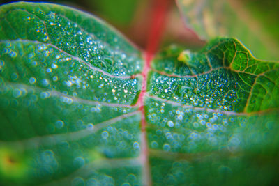 Close-up of water drops on leaf