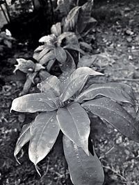 Close-up of flower against blurred background