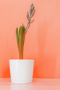 Blue hyacinth flower closed bud in white ceramic pot on colorful background. toned coral color 