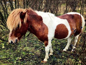 Close-up of tiger standing on field