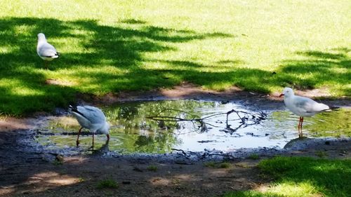 Birds on lakeshore