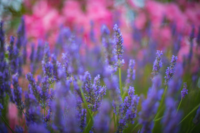 Close-up of purple flowering plants on field