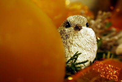 Close-up portrait of a bird