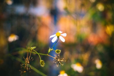 Close-up of flowers blooming outdoors