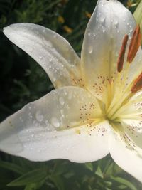 Close-up of raindrops on white lily