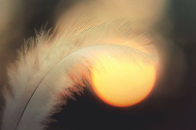 Close-up of flower at sunset