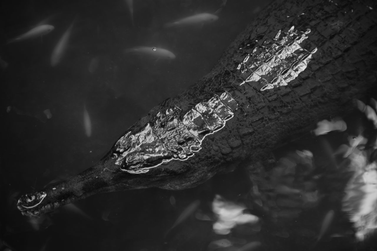 CLOSE-UP OF TURTLE IN SEA