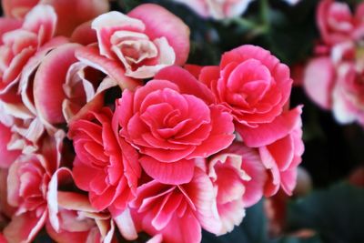 Close-up of pink rose flowers