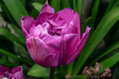 Close-up of pink tulip flower