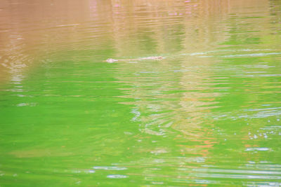 View of duck swimming in lake