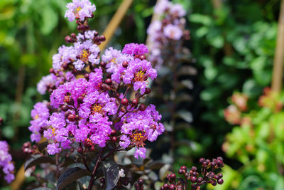 Close-up of purple flowering plants