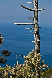 Tree by sea against blue sky