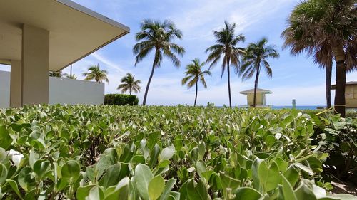 Green leaves and palm trees