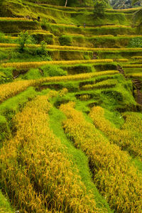 Scenic view of agricultural field