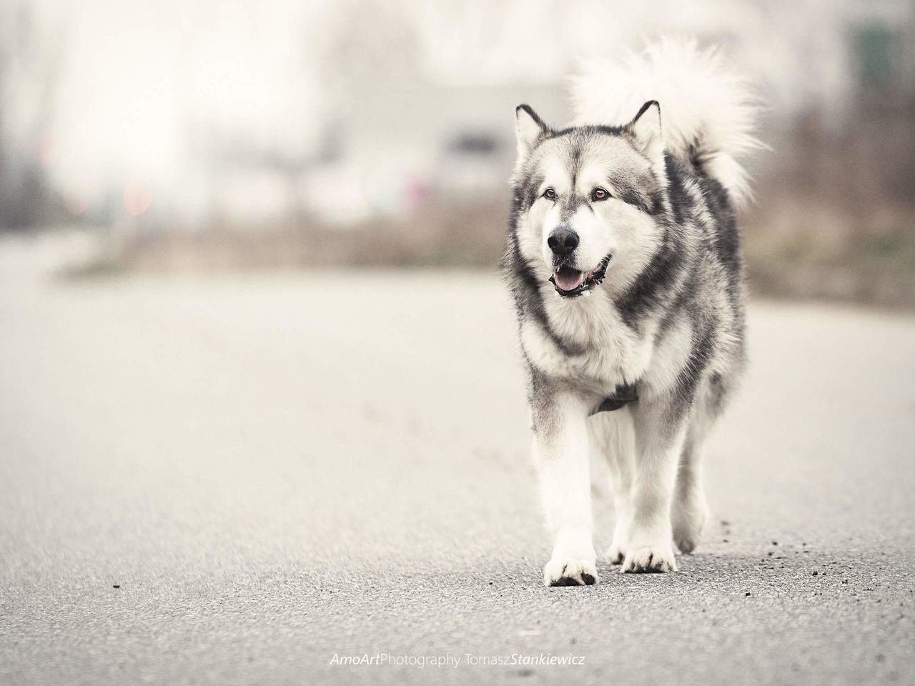 DOG RUNNING