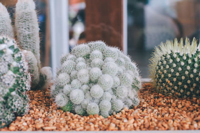 Close-up of cactus plant