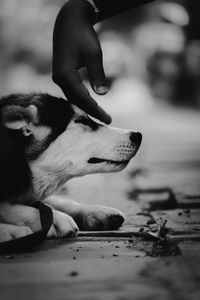 Close-up of woman with dog looking away outdoors