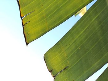 Low angle view of leaf against sky