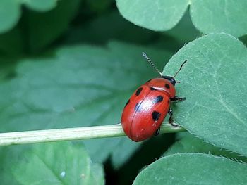 Close-up of ladybug on leaf