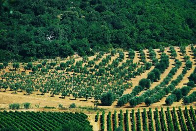 High angle view of olive orchard