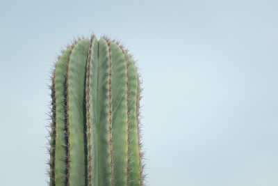 Low angle view of cactus against blue sky